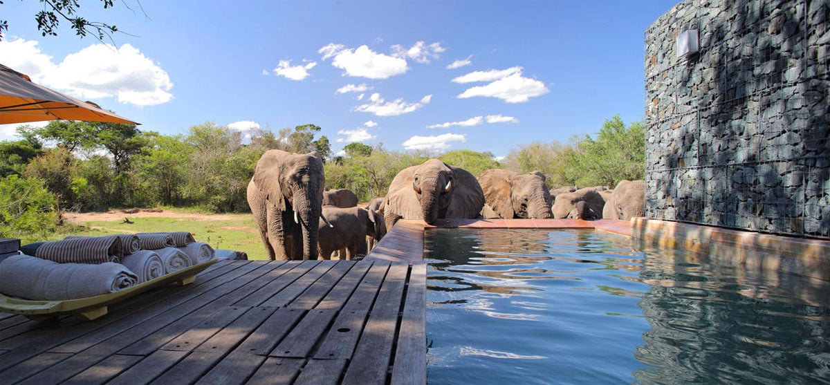 Phinda Homestead elephants, Phinda Homestead, South Africa