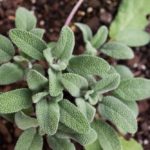 Sage