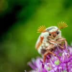 Most common Gardening Problems and Tips To Solve Them