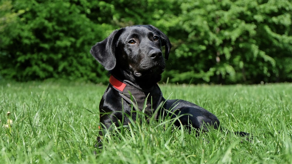 Pets keep digging up your garden