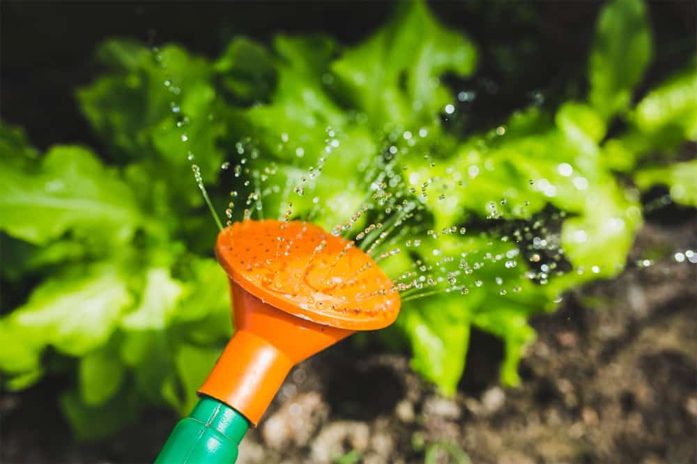 Too much or not enough water gardening