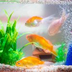 Fish Tanks Need Air Bubblers