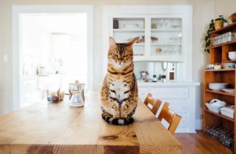 Norwegian Forest Cat