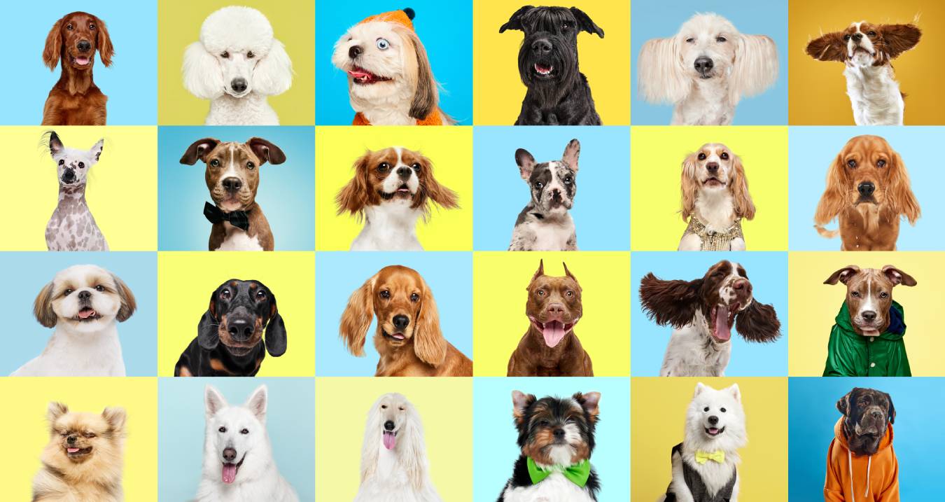 The Healthiest Dog Breeds: A Comprehensive Guide