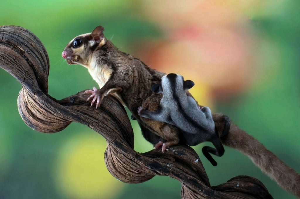 Exploring Sugar Gliders