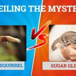 Flying Squirrel Vs. Sugar Glider: Unveiling the Mysteries of These Enigmatic Creatures