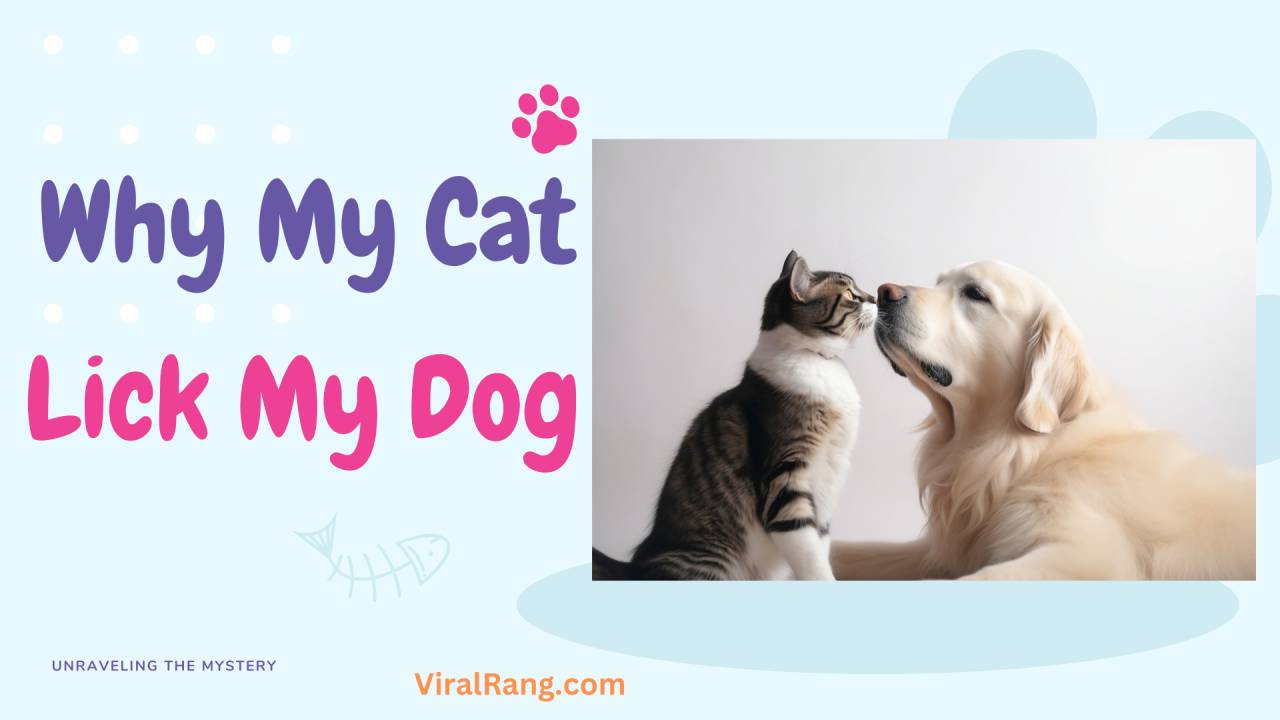Why Does My Cat Lick My Dog?