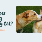 Why Does My Dog Lick My Cat?