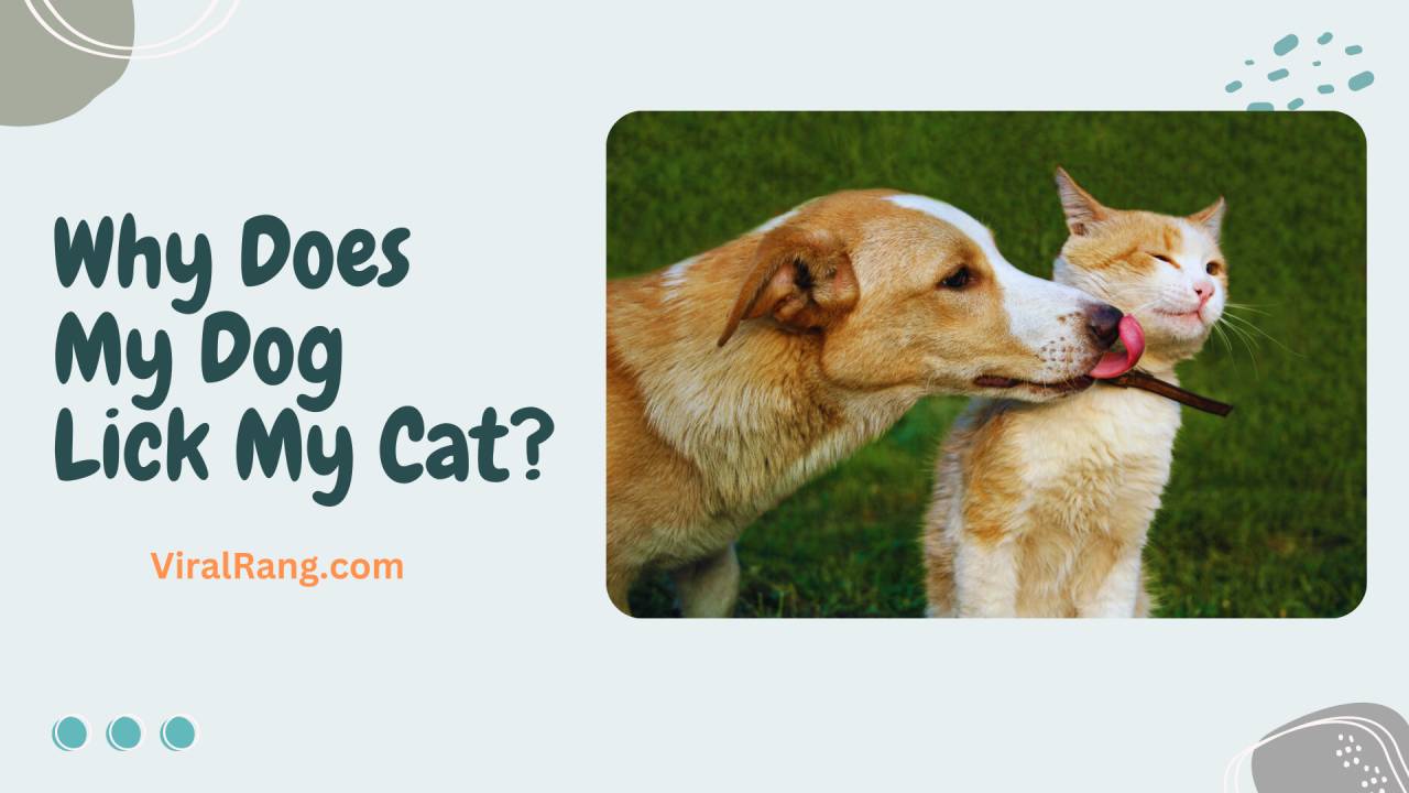 Why Does My Dog Lick My Cat?
