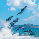 How High Can Dolphins Jump