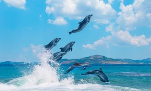 How High Can Dolphins Jump