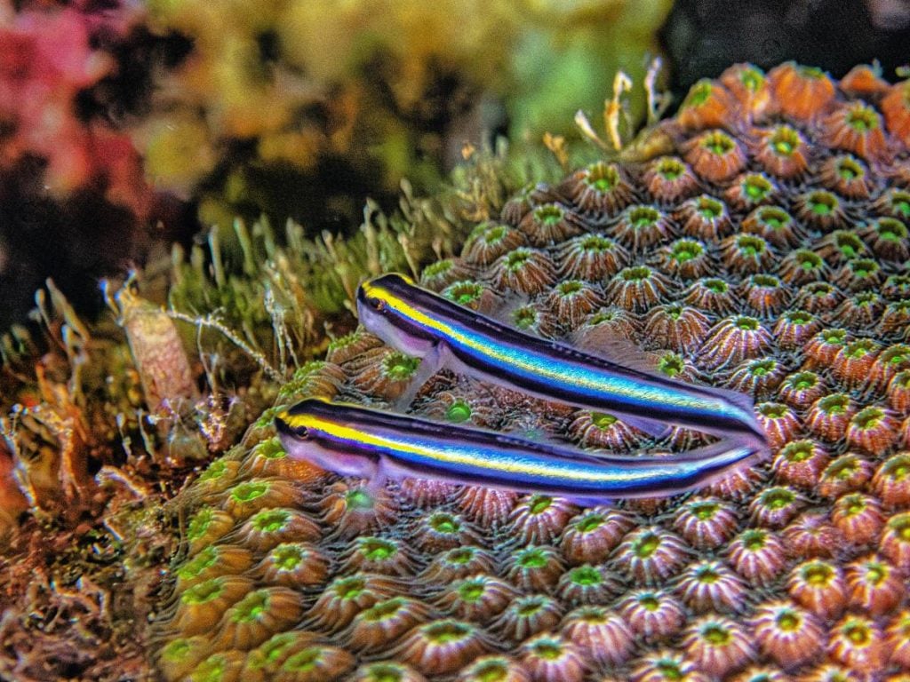 Neon Goby