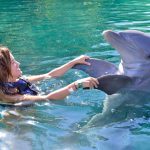 Swimming with Dolphins in Jamaica