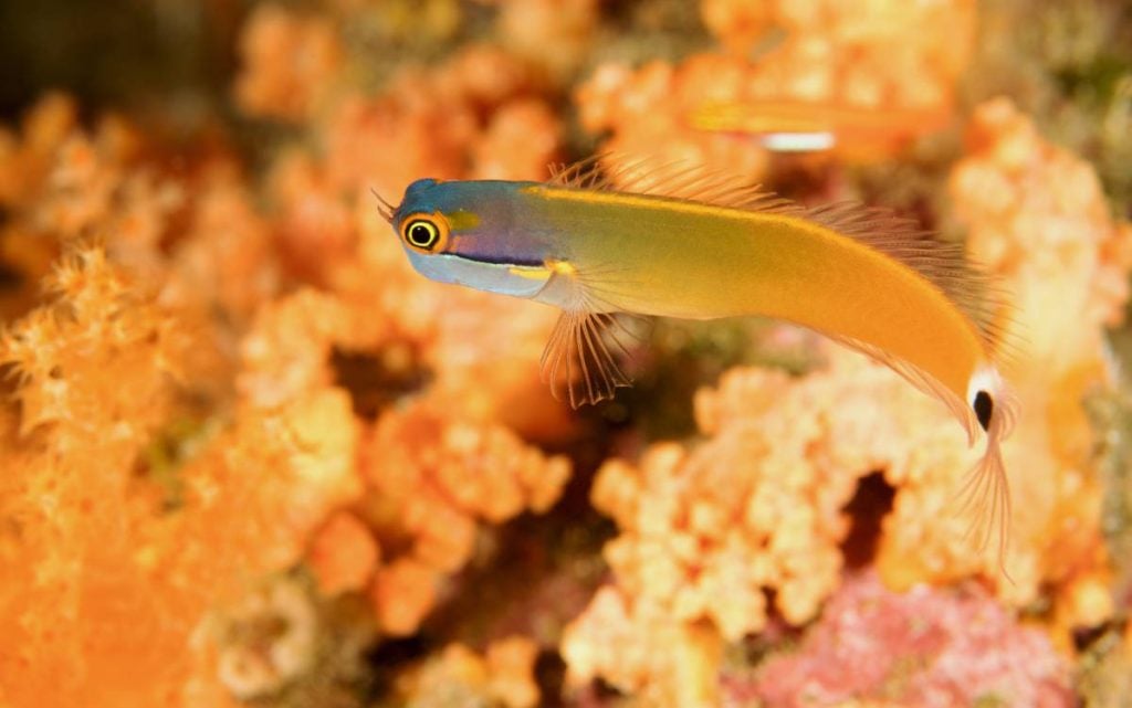 Tailspot Blenny