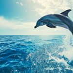 Why Do Dolphins Jump