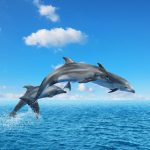 dolphin leaping out of water. Why Do Dolphins Leap? Exploring the Reasons Behind the Jumps