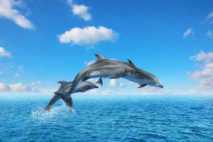 dolphin leaping out of water. Why Do Dolphins Leap? Exploring the Reasons Behind the Jumps