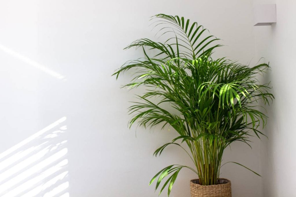 Areca Palm