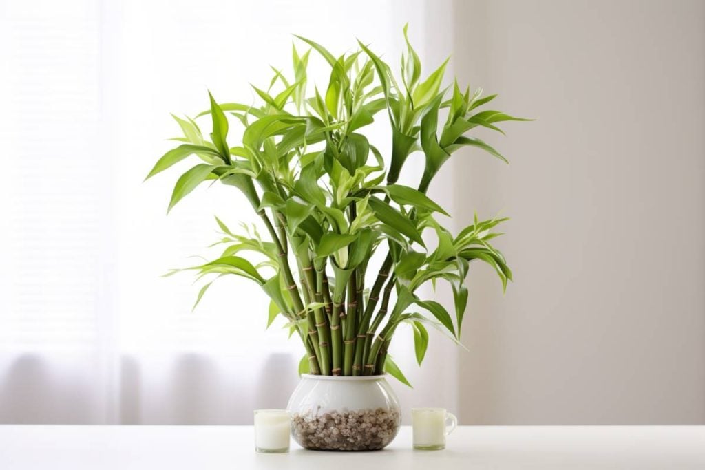 Bamboo Palm