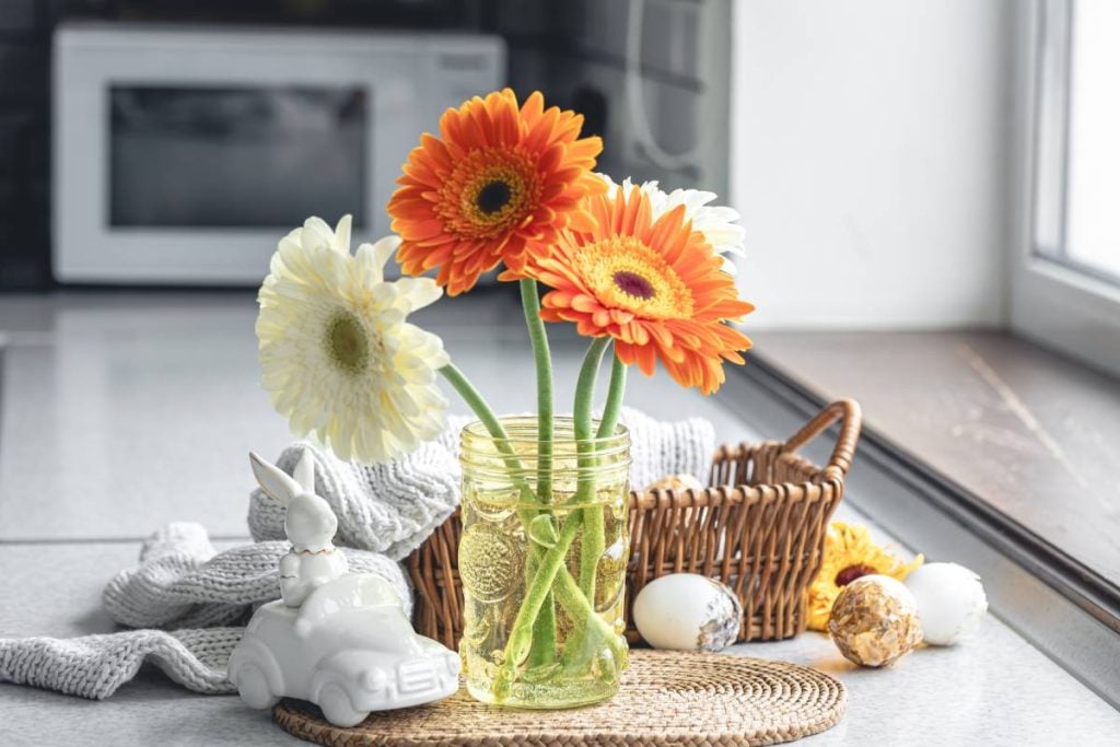 Gerbera Daisy