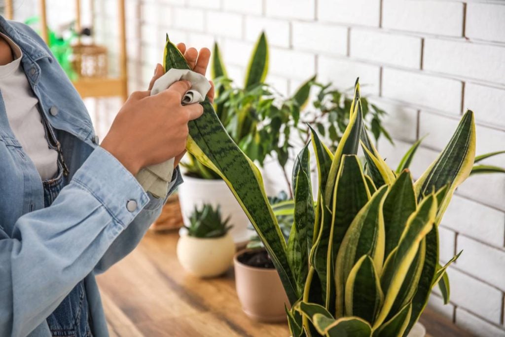 Snake Plant