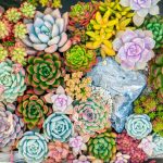 Succulents: Symbols of Strength, Resilience, and More