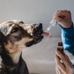 Is CBD Safe for Dogs? What Every Owner Needs to Know