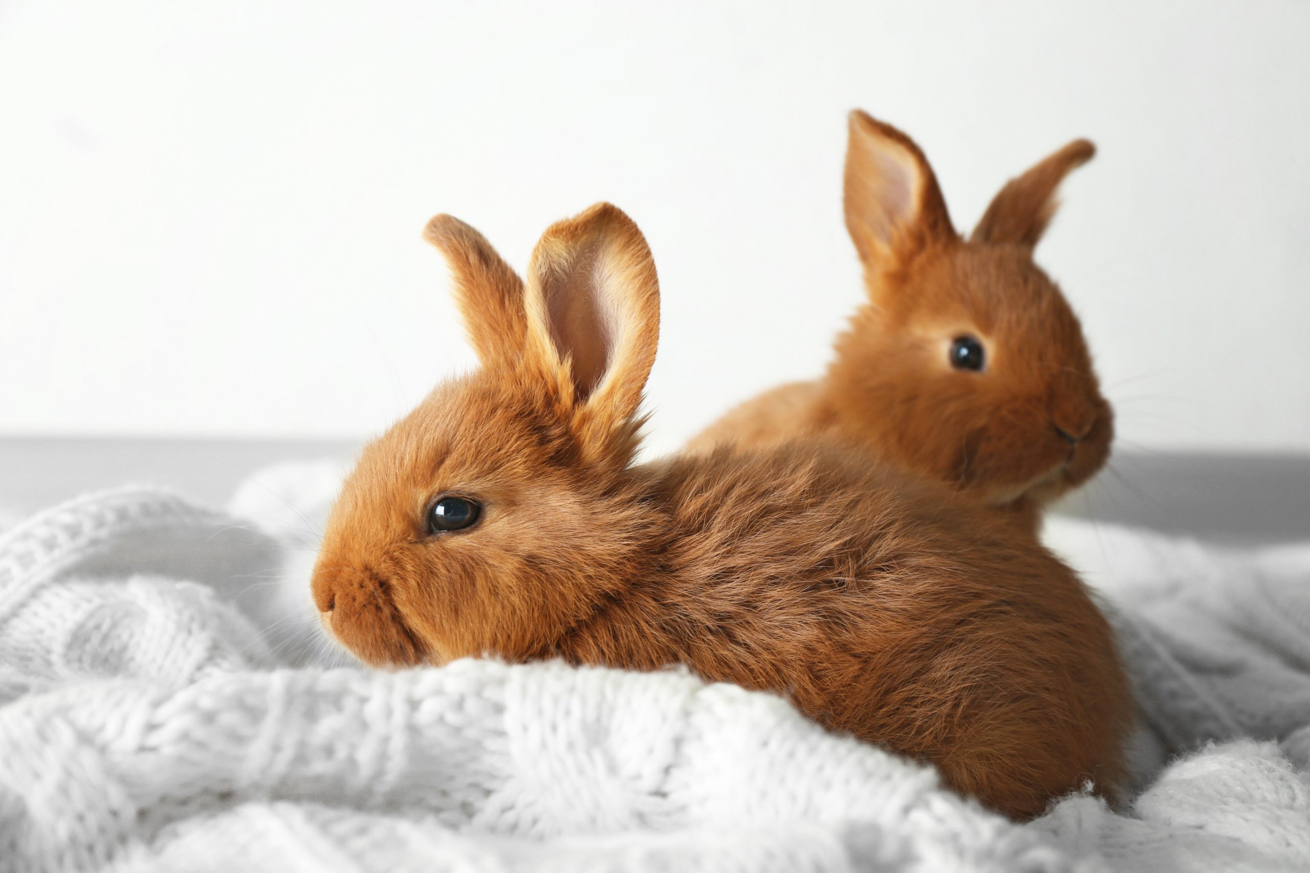 Bunny Bliss: The Joy of Bunnies