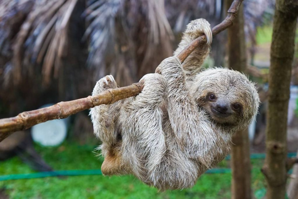 Sloth Behavior and Social Structure