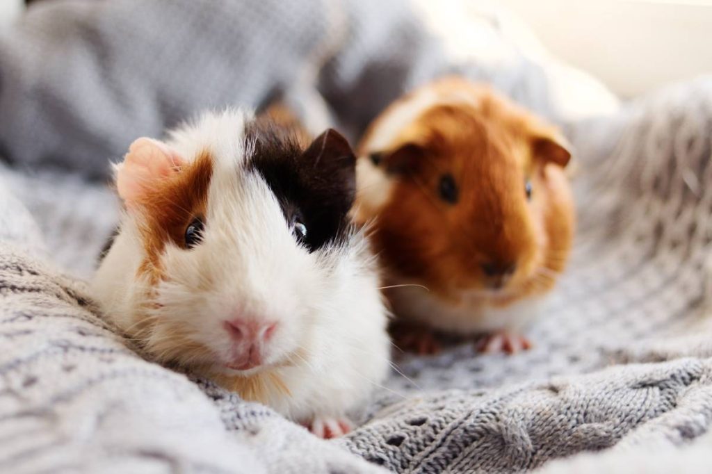 Small Rodents (Hamsters, Guinea Pigs, Rabbits)