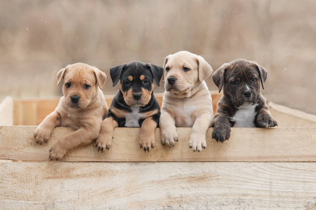 Warning: This Post Contains Extreme Cuteness