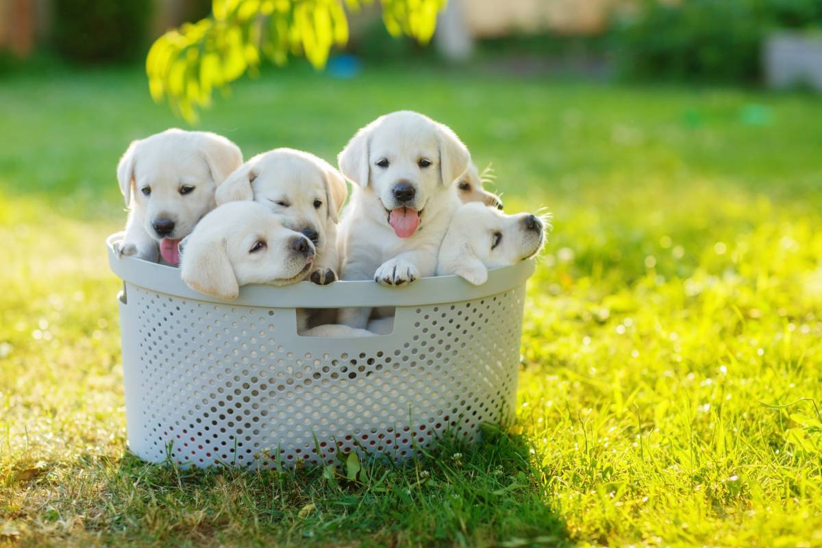 Puppy Love: Adorable Puppies to Make Your Day
