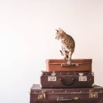 Fur-ever Friends on the Go: Tips for Traveling with Your Pet
