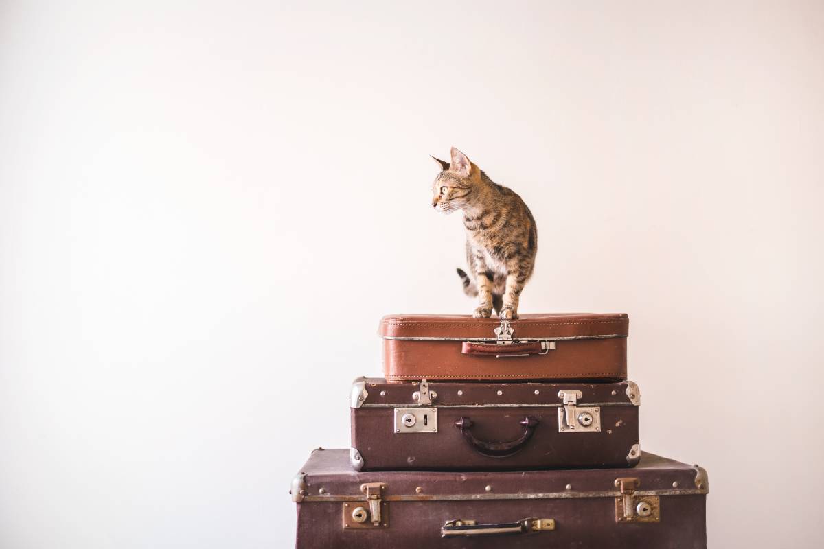 Fur-ever Friends on the Go: Tips for Traveling with Your Pet