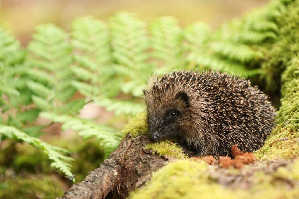 Hedgehog Behavior and Personality