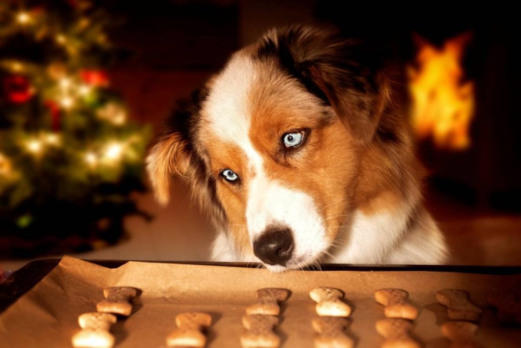 Simple Homemade Treat Recipes for Dogs