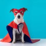 Choosing the Perfect Pet Costume: Tips for Finding the Right Fit