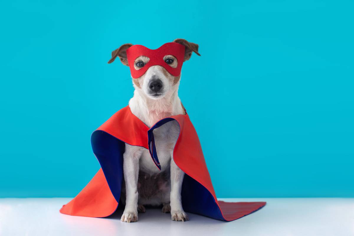 Choosing the Perfect Pet Costume: Tips for Finding the Right Fit