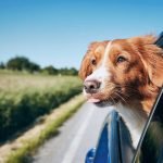 Pet-Friendly Getaways: Discover the Best Destinations for You and Your Pet