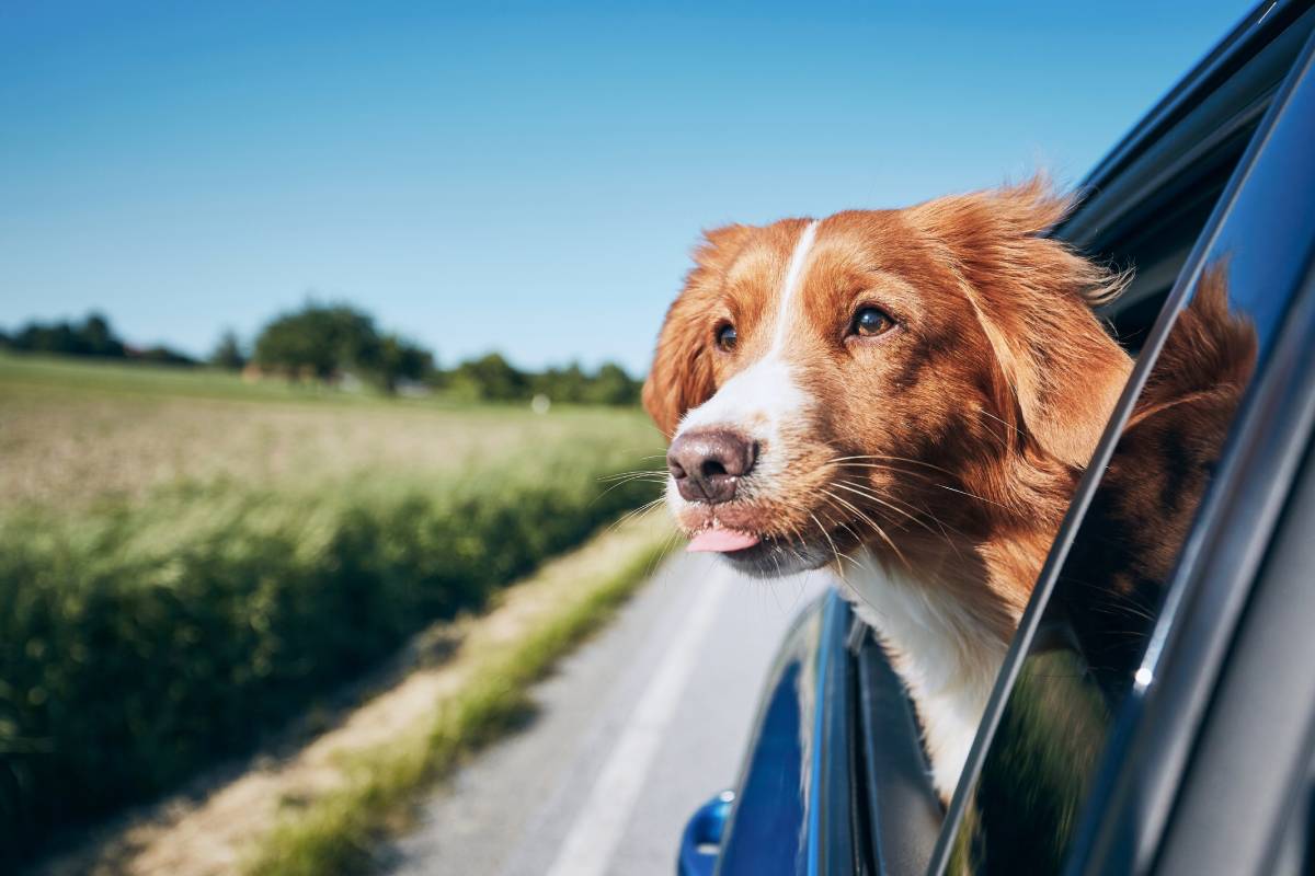 Pet-Friendly Getaways: Discover the Best Destinations for You and Your Pet
