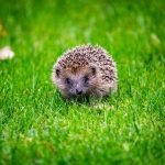 Hedgehog Hugs: The Cuteness of Hedgehogs