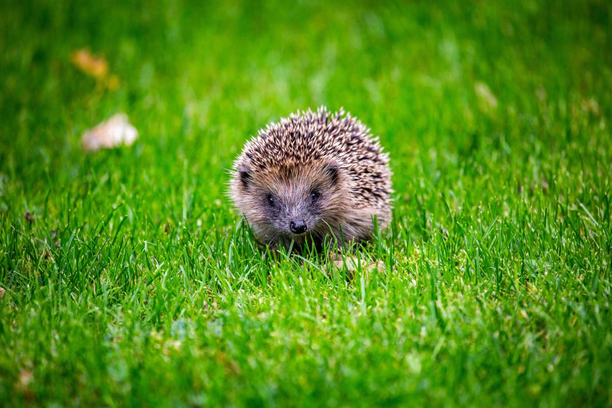 Hedgehog Hugs: The Cuteness of Hedgehogs