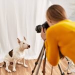 Paw-sitively Perfect: A Guide to Pet Photography