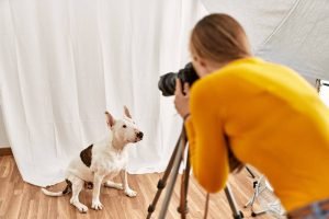 Paw-sitively Perfect: A Guide to Pet Photography