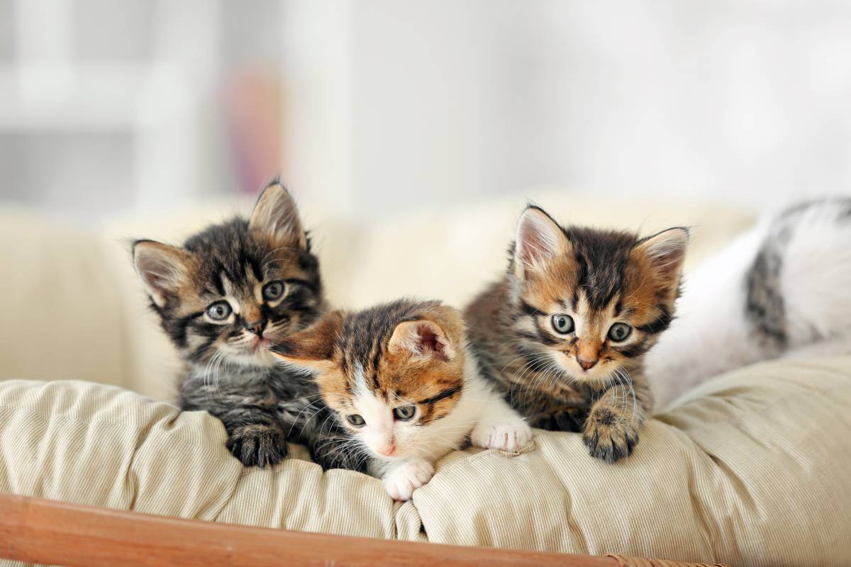 Kitten Chaos: The Cutest Kittens You'll Ever See