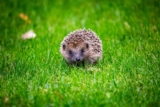 Hedgehog Hugs: The Cuteness of Hedgehogs
