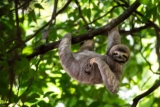 Sloth Slowdowns: The Adorable World of Sloths