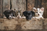 I Can’t Even: The Ultimate Cute Animal Compilation