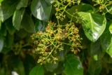 The Amazing Benefits of Ocotea Essential Oil You Need to Know