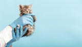 Finding the Best Vet: What Every Pet Owner Needs to Know